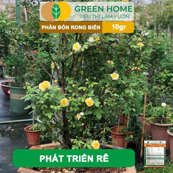 Phân Bón Lá Rong Biển Seaweed, Gói 10gr