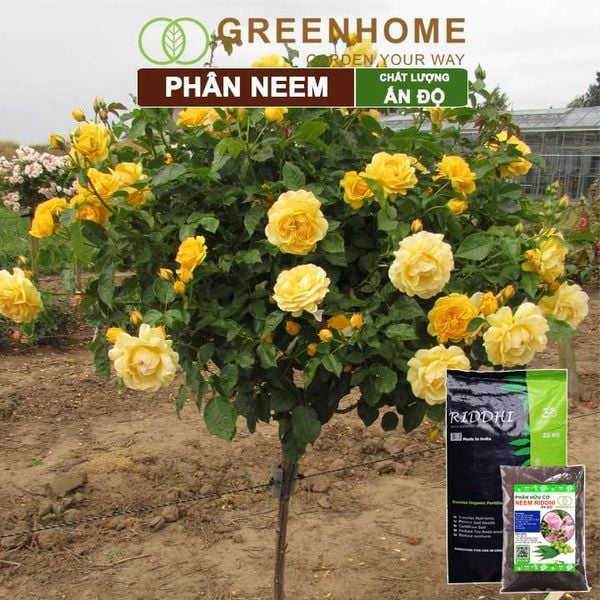 Phân bón hữu cơ Neem nguyên chất Greenhome, trị sùng đất, cuốn chiếu, hỗ trợ kích rễ, mầm, hoa, thân, lá