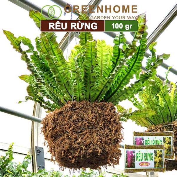 Rêu rừng Newzita, bao 100gr, đã qua xử lý, giữ ẩm tốt, chuyên phong lan, kiểng lá | Greenhome
