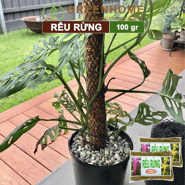 Rêu rừng Newzita, bao 100gr, đã qua xử lý, giữ ẩm tốt, chuyên phong lan, kiểng lá | Greenhome