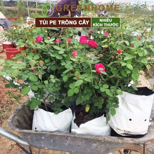 Túi PE trồng cây, 2 lớp, nhiều kích thước, chống UV tiện lợi, độ bền 1,5 năm, trồng rau, hoa, dâu tây |Greenhome