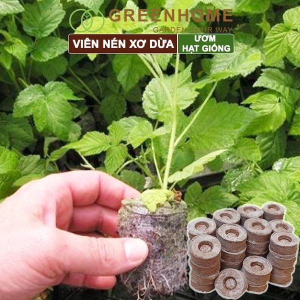 Viên nén xơ dừa, bao 50 viên, ươm hạt giống trồng cây, ươm hạt, ươm cây giống, trồng dâu tây, thuỷ canh |Greenhome