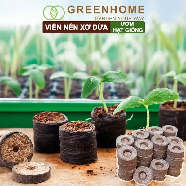 Viên nén xơ dừa, bao 50 viên, ươm hạt giống trồng cây, ươm hạt, ươm cây giống, trồng dâu tây, thuỷ canh |Greenhome