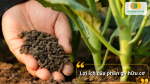 Bổ sung dinh dưỡng, cải tạo đất, giúp cây khỏe mạnh hơn!