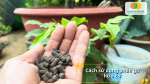 Bón đúng cách – cây hấp thu tốt, không lo cháy rễ