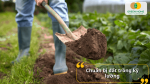 Chuẩn bị đất trồng kỹ lưỡng