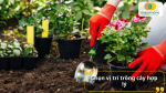Chọn vị trí trồng cây hợp lý