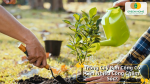 Trồng cây dễ dàng mà không mất nhiều công chăm sóc 