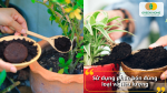 Sử dụng phân bón đúng loại và liều lượng