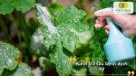 Phát hiện sớm – xử lý kịp thời, bảo vệ cây khỏi tác nhân gây hại