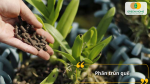 Phân trùn quế – ‘vàng đen’ tự nhiên nuôi cây khỏe, lá xanh mơn mởn