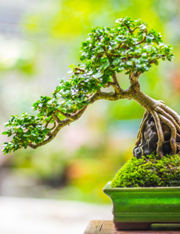 bonsai