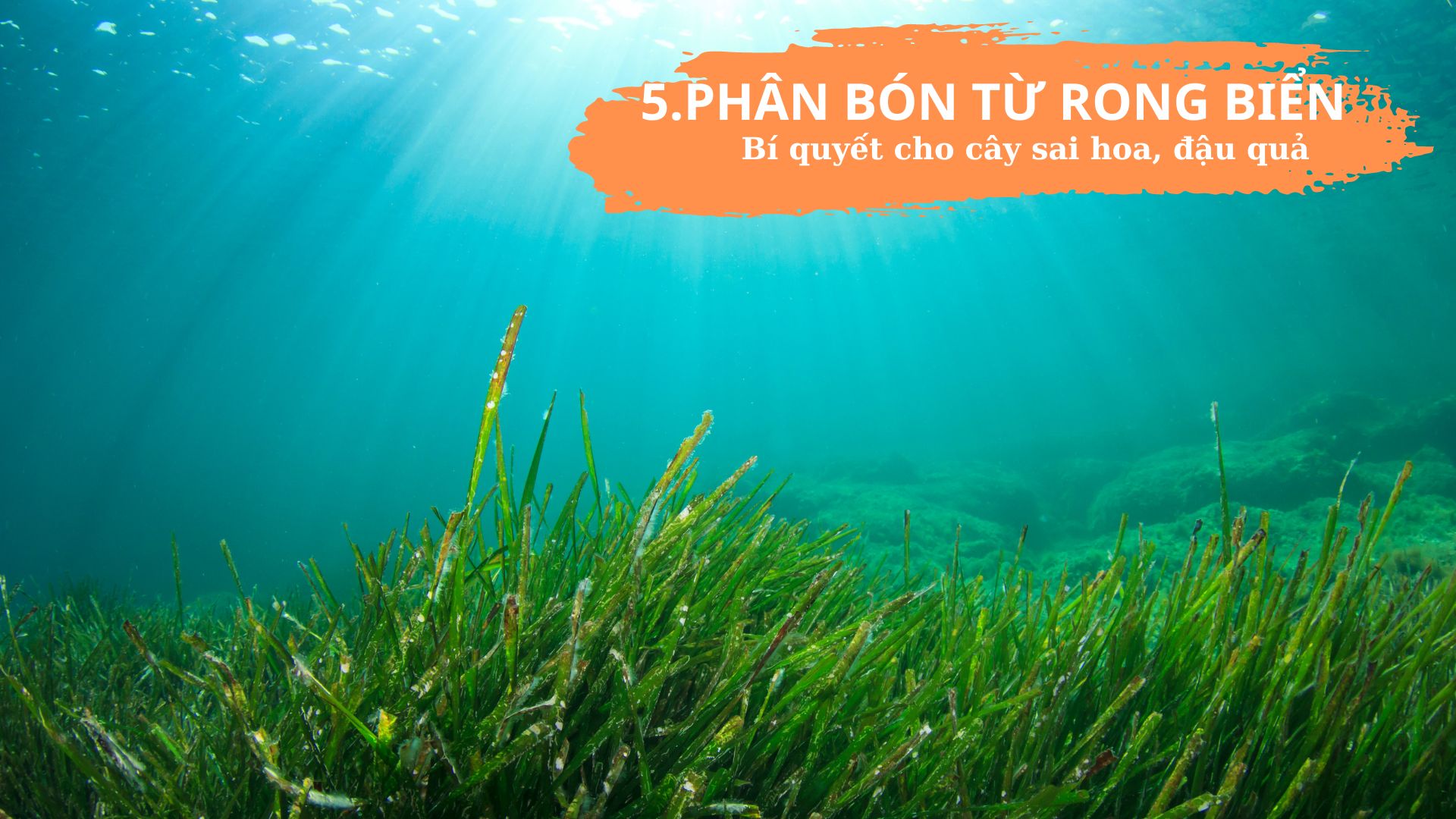 Top 5 Phân Bón Hữu Cơ Tốt Nhất: Biến Ban Công, Sân Thượng Thành Vườn Địa Đàng