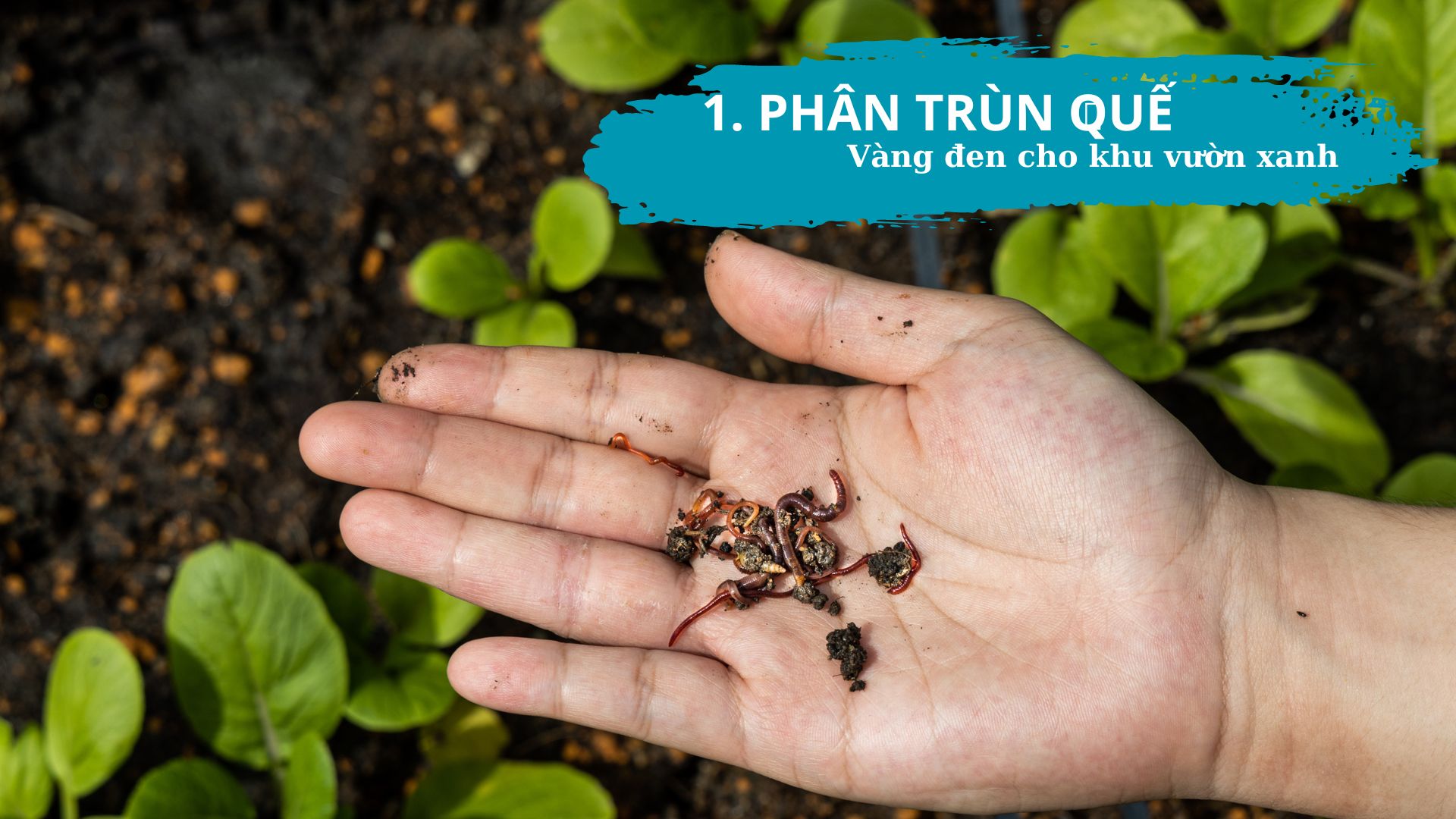 Top 5 Phân Bón Hữu Cơ Tốt Nhất: Biến Ban Công, Sân Thượng Thành Vườn Địa Đàng