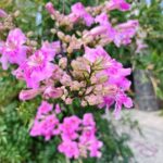 Ảnh khách chụp sản phẩm
