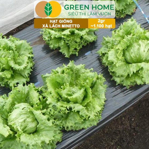 Hạt Giống Xà Lách Minetto, Gói 2gr R19