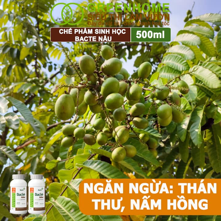 Chế Phẩm Sinh Học Bacte Nâu, Greenhome, Chai 500ml, Tiêu Trừ Thán Thư, Ngừa Thối Cuốn Trái