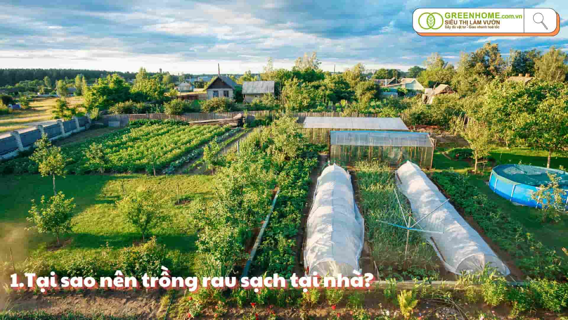 Tự tay trồng rau sạch tại nhà: Hướng dẫn chi tiết từ A đến Z