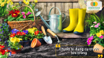 Chuẩn bị chậu, đất trồng, phân bón và dụng cụ cắt tỉa đầy đủ trước khi bắt đầu