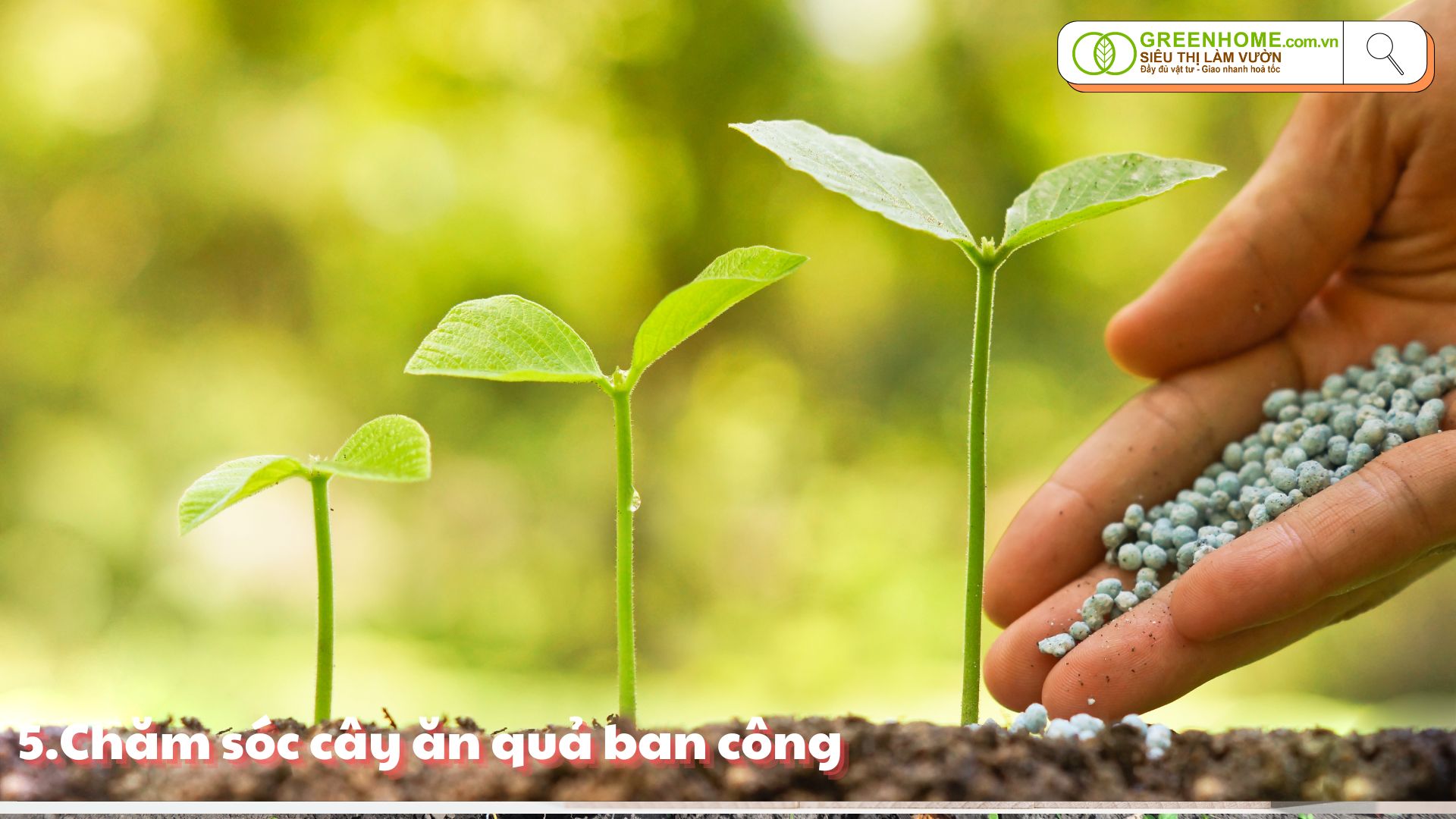 Bí quyết trồng cây ăn quả nhỏ tại ban công: Đơn giản, hiệu quả