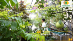 Bí quyết giúp cây sinh trưởng tốt, ra hoa và đậu quả đều đặn.