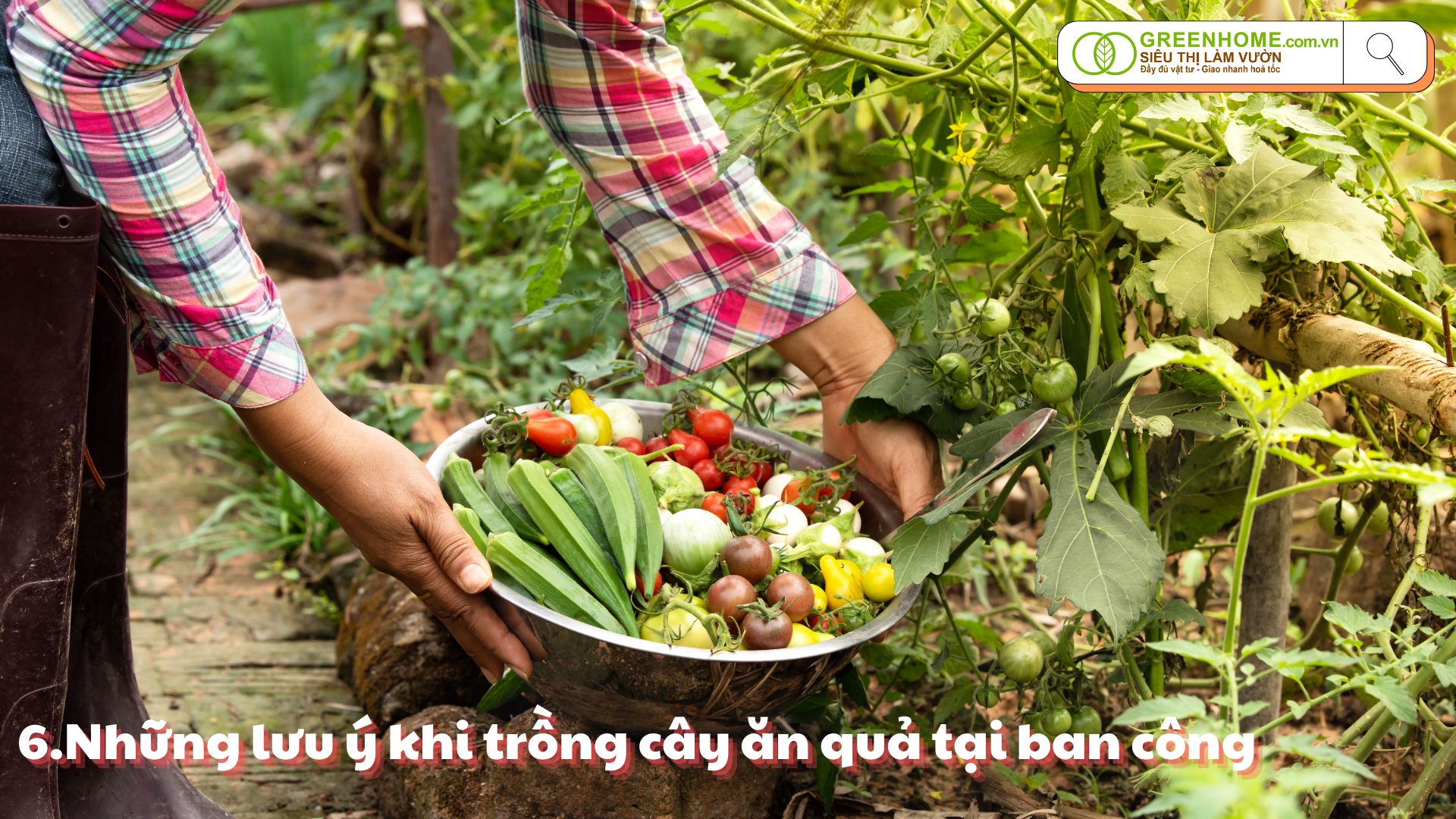 Bí quyết trồng cây ăn quả nhỏ tại ban công: Đơn giản, hiệu quả