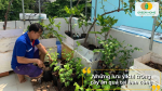 Đảm bảo ánh sáng, thoát nước và phòng sâu bệnh hiệu quả cho cây
