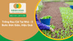 Trồng rau cải tại nhà