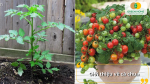 Cà chua – loại rau quả giàu dinh dưỡng, dễ trồng và mang lại giá trị kinh tế
