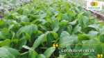 Rau cải – loại rau dân dã, dễ trồng, giàu dinh dưỡng và quen thuộc trong bữa ăn Việt