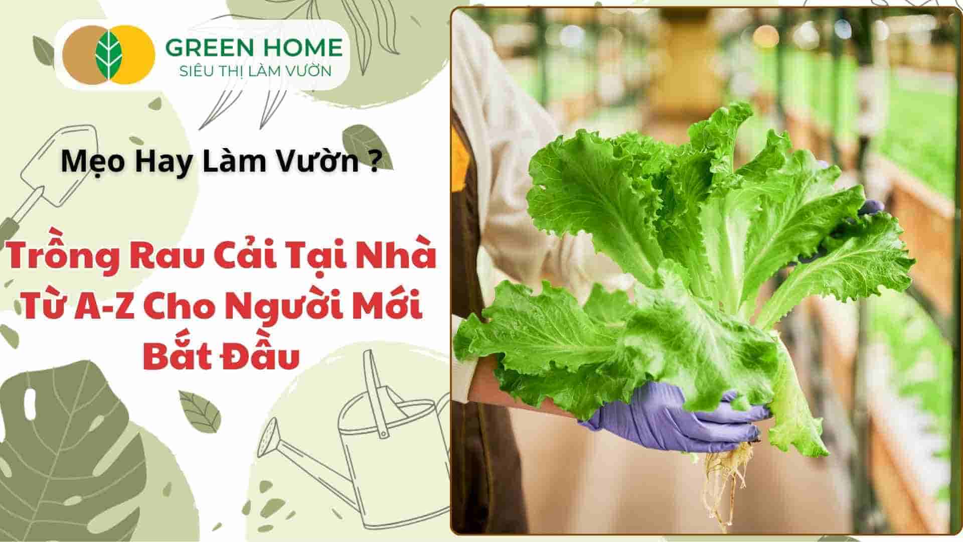 Trồng Rau Cải Tại Nhà – 3 Bước Đơn Giản, Hiệu Quả Cao