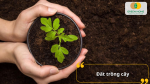 Đất trồng cây – nền tảng quan trọng quyết định sức sống và năng suất của cây trồng