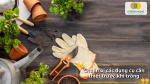 Việc Chuẩn Bị Dụng Cụ Luôn Là Bước Tiên Phong Trong Việc Trồng Cà Chua