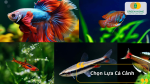 Người chơi cá đang chọn những loài cá cảnh nhiều màu sắc, phù hợp với kích thước bể và điều kiện chăm sóc