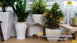 Không chỉ làm đẹp không gian, chậu cây còn giúp bảo vệ rễ và giữ ẩm hiệu quả
