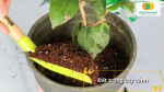 Đất trồng cây cảnh cần đảm bảo độ tơi xốp và thoát nước tốt để cây phát triển cân đối, đẹp dáng