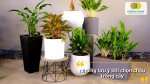 Chọn đúng chậu giúp cây phát triển khỏe, không gian thêm xanh mát