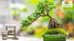 Đất chuyên dụng cho bonsai giúp cây bám rễ vững chắc, phát triển bền lâu