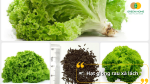 Hạt giống xà lách – thu hoạch nhanh, rau sạch cho bữa ăn xanh