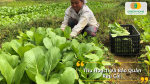 hu hoạch đúng lúc, bảo quản đúng cách giúp rau cải giữ trọn độ tươi và giá trị dinh dưỡng