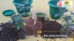Hoa hồng phát triển tốt nhất trong đất giàu dinh dưỡng, tơi xốp và thoát nước nhanh
