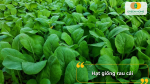 Rau cải tươi giòn – trồng tại nhà với hạt giống GreenHome