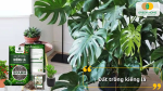 Đất giàu hữu cơ, thoáng khí, lựa chọn hoàn hảo cho các loại cây kiểng lá trong nhà