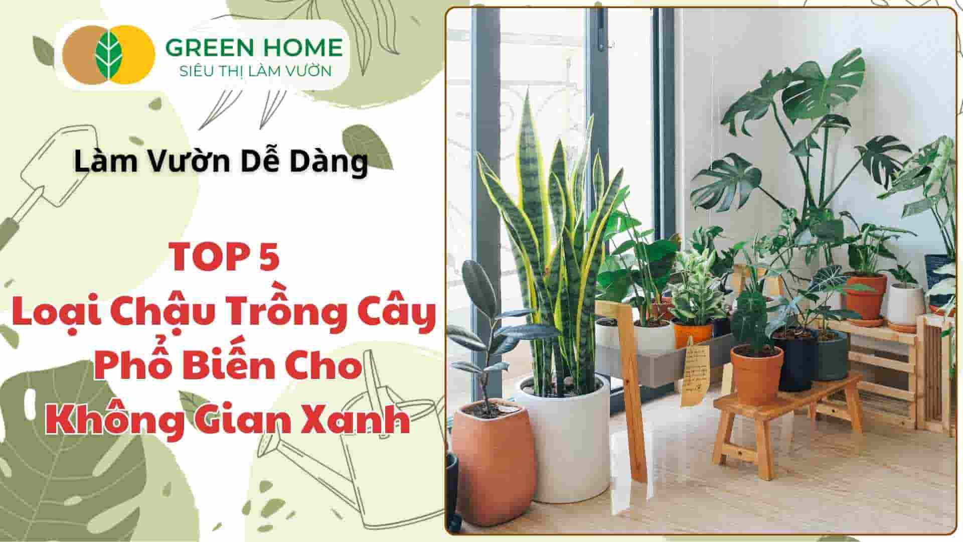 Chậu Trồng Cây – TOP 5 Loại Chậu Cây Phổ Biến Phù Hợp Cho Mọi Không Gian