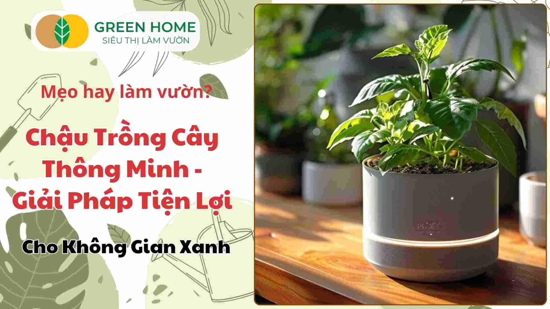 Chậu trồng cây thông minh – Giải Pháp Tiện Lợi Cho Không Gian Xanh Của Bạn