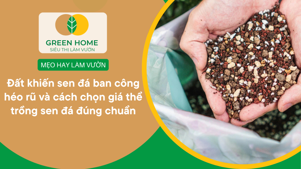 cách chọn giá thể trồng sen đá đúng chuẩn