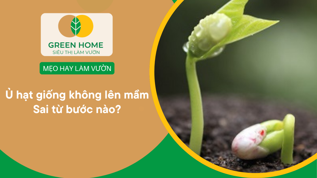 Ủ hạt giống không lên mầm