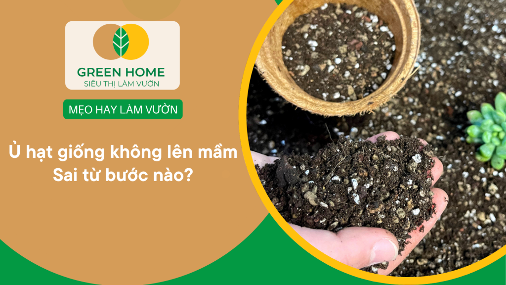 Hướng Dẫn Chọn Loại Đất Cho Sen Đá Phù Hợp Và Chất Lượng