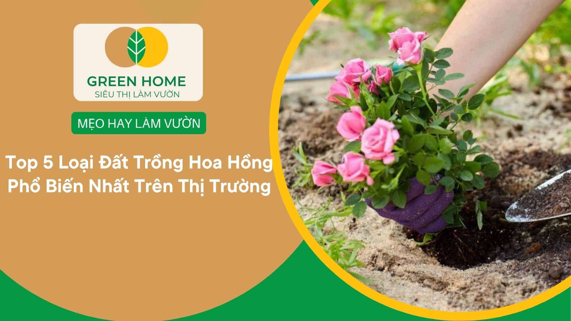 Top 5 Loại Đất Trồng Hoa Hồng Phổ Biến Nhất Trên Thị Trường Hiện Nay