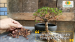 Tầm quan trọng của đất trồng cây cảnh bonsai